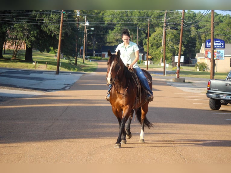American Quarter Horse Wallach 14 Jahre Rotbrauner in Rusk TX