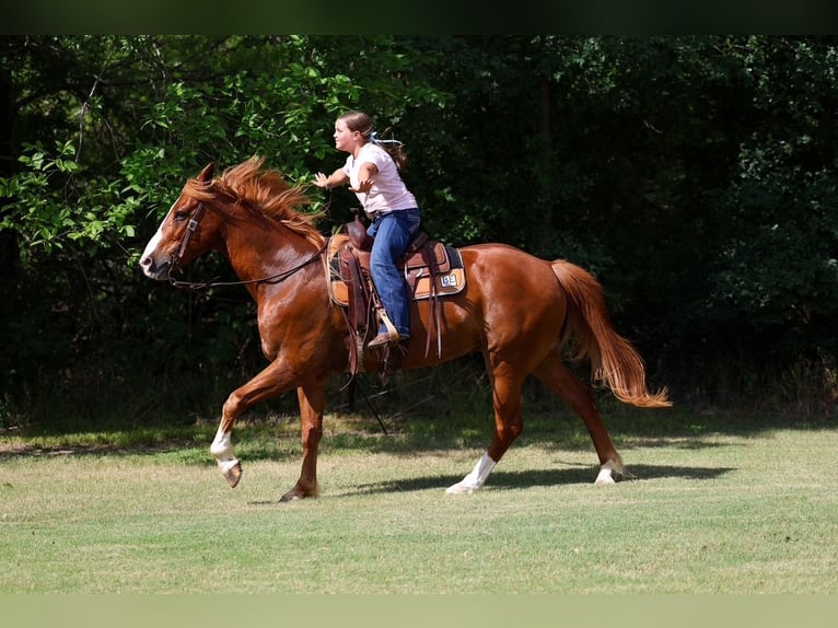 American Quarter Horse Wallach 14 Jahre Rotfuchs in Terrell