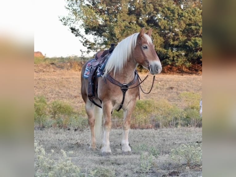 American Quarter Horse Wallach 14 Jahre Rotfuchs in Borden IN