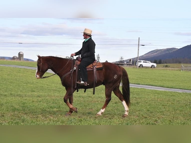 American Quarter Horse Wallach 14 Jahre Rotfuchs in Rebersburg, PA