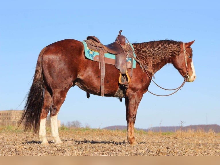 American Quarter Horse Wallach 14 Jahre Rotfuchs in Rebersburg, PA