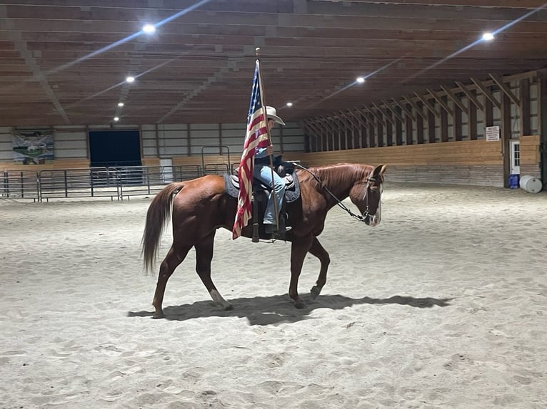 American Quarter Horse Wallach 14 Jahre Rotfuchs in Shippensburg