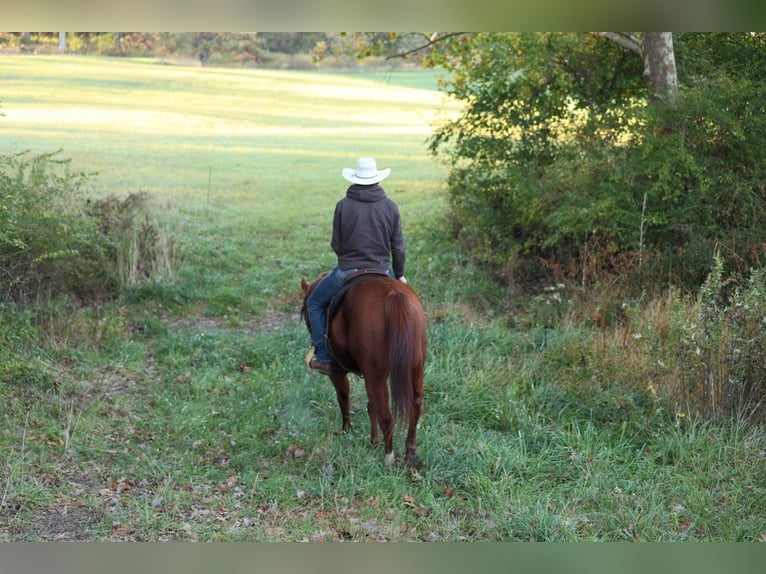 American Quarter Horse Wallach 14 Jahre Rotfuchs in Shippensburg