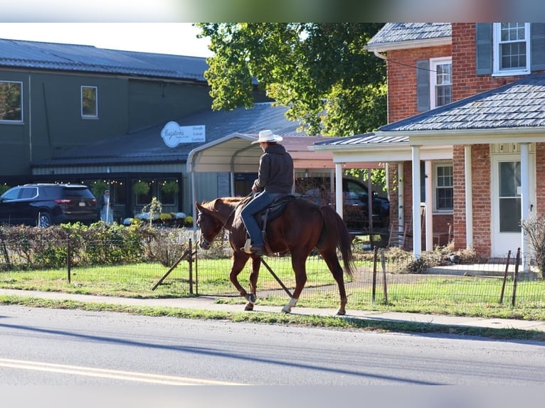 American Quarter Horse Wallach 14 Jahre Rotfuchs in Shippensburg