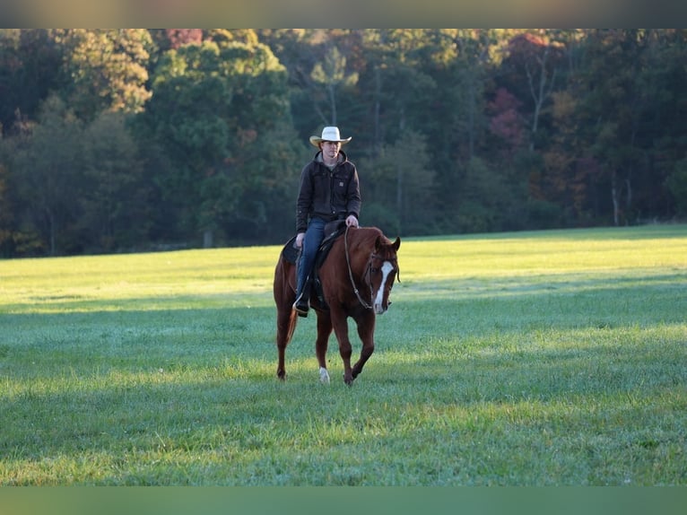 American Quarter Horse Wallach 14 Jahre Rotfuchs in Shippensburg