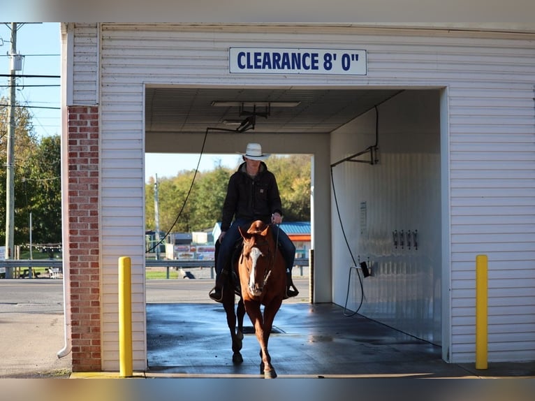 American Quarter Horse Wallach 14 Jahre Rotfuchs in Shippensburg