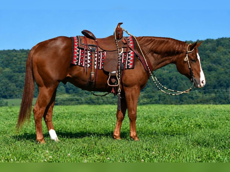 American Quarter Horse Wallach 14 Jahre Rotfuchs in Rebersburg