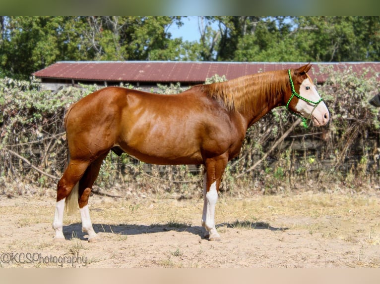 American Quarter Horse Wallach 14 Jahre Rotfuchs in Palestine TX