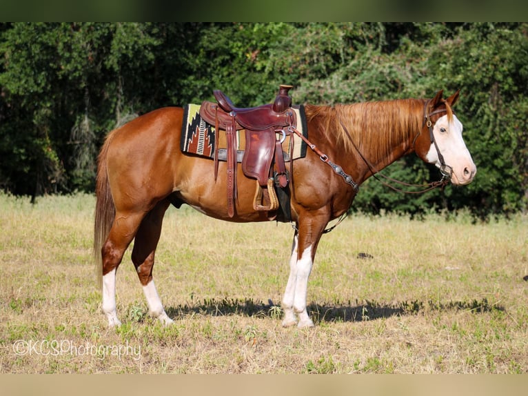 American Quarter Horse Wallach 14 Jahre Rotfuchs in Palestine TX