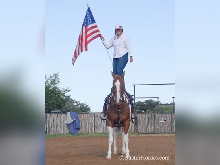 American Quarter Horse Wallach 14 Jahre Rotfuchs in Weatherford, TX