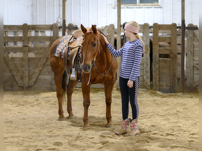American Quarter Horse Wallach 14 Jahre Rotfuchs in Cannon Falls