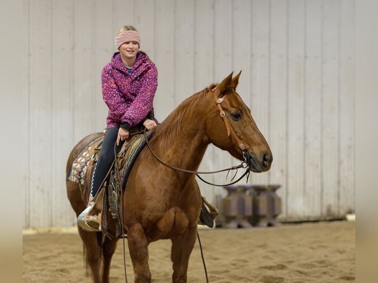 American Quarter Horse Wallach 14 Jahre Rotfuchs in Cannon Falls
