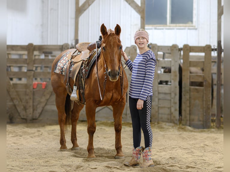 American Quarter Horse Wallach 14 Jahre Rotfuchs in Cannon Falls