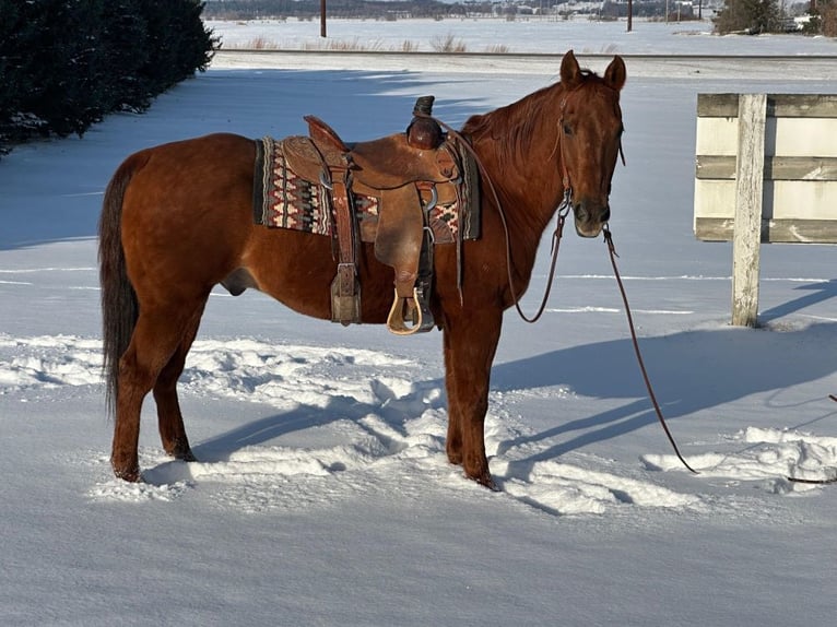 American Quarter Horse Wallach 14 Jahre Rotfuchs in Cannon Falls