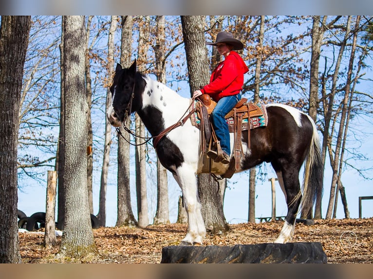 American Quarter Horse Wallach 14 Jahre Tobiano-alle-Farben in Mountain Grove, MO