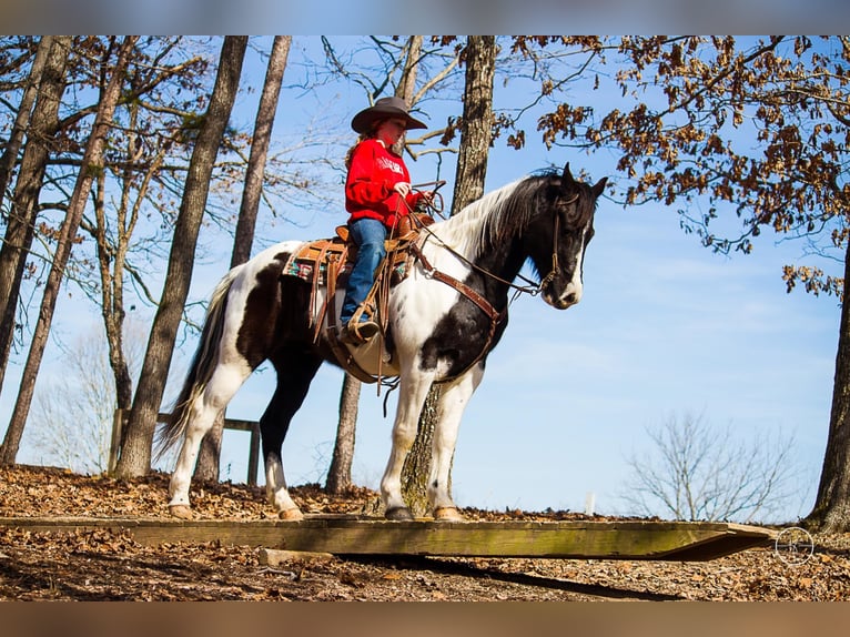 American Quarter Horse Wallach 14 Jahre Tobiano-alle-Farben in Mountain Grove, MO