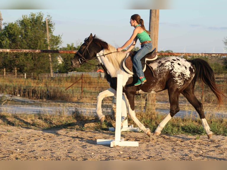 American Quarter Horse Wallach 14 Jahre Tobiano-alle-Farben in Stephenville TX