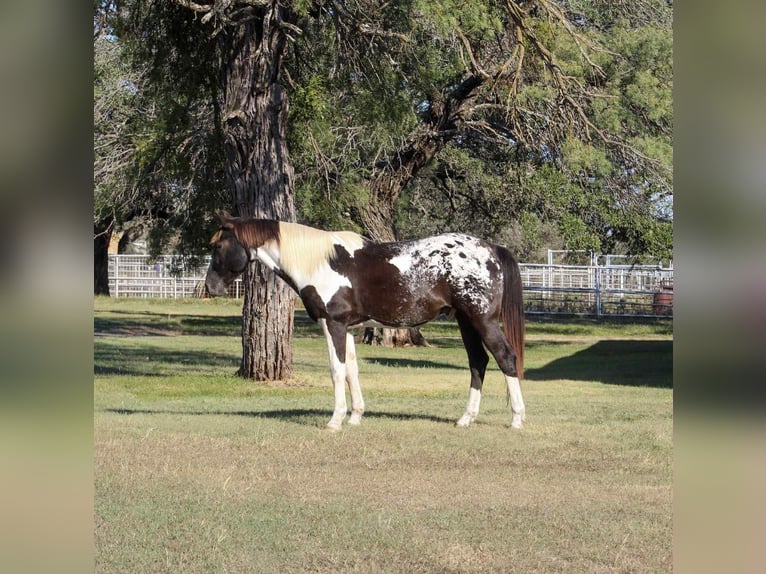 American Quarter Horse Wallach 14 Jahre Tobiano-alle-Farben in Stephenville TX