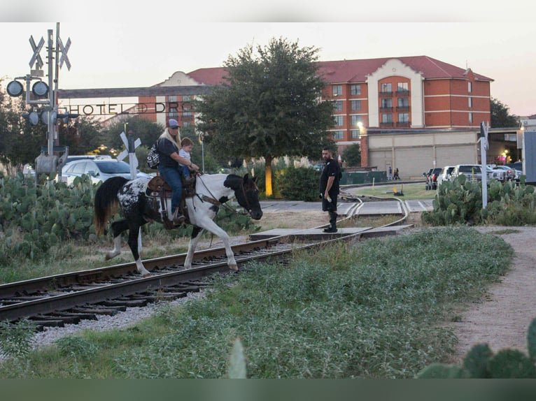 American Quarter Horse Wallach 14 Jahre Tobiano-alle-Farben in Stephenville TX