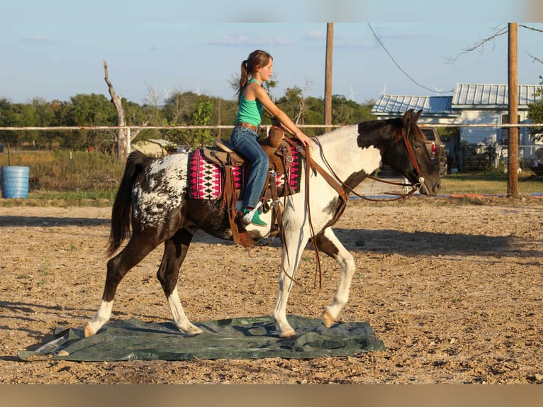 American Quarter Horse Wallach 14 Jahre Tobiano-alle-Farben in Stephenville TX