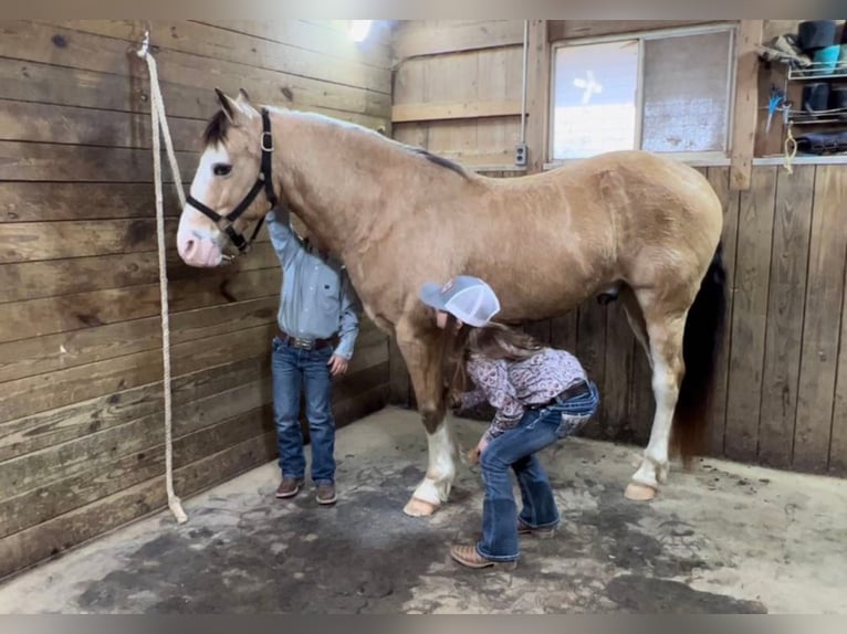 American Quarter Horse Wallach 15 Jahre 142 cm Buckskin in Ashland, OH