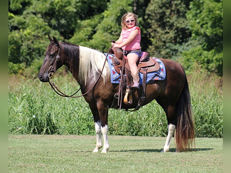 American Quarter Horse Wallach 15 Jahre 142 cm Tobiano-alle-Farben in Mount Vernon Ky
