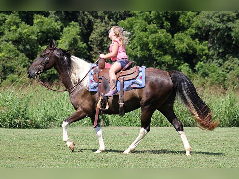 American Quarter Horse Wallach 15 Jahre 142 cm Tobiano-alle-Farben in Mount Vernon Ky