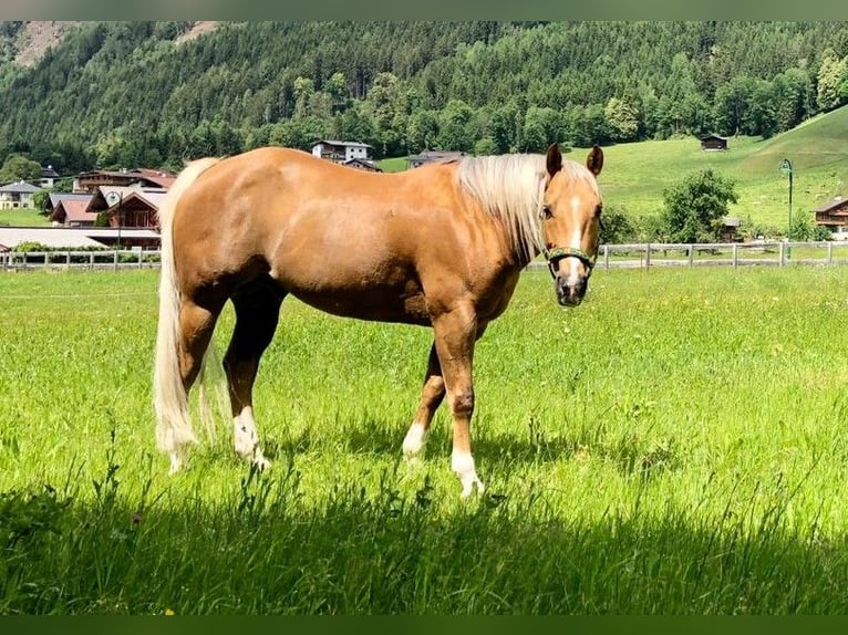 American Quarter Horse Wallach 15 Jahre 144 cm Palomino in Alpbach American Quarter Horse Wallach 15 Jahre 144 cm Palomino in Alpbach