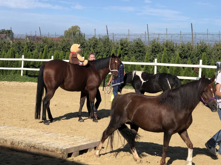 American Quarter Horse Wallach 15 Jahre 145 cm Brauner in Kressbronn am Bodensee