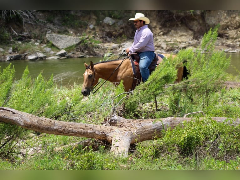 American Quarter Horse Wallach 15 Jahre 145 cm Buckskin in Stephenville TX