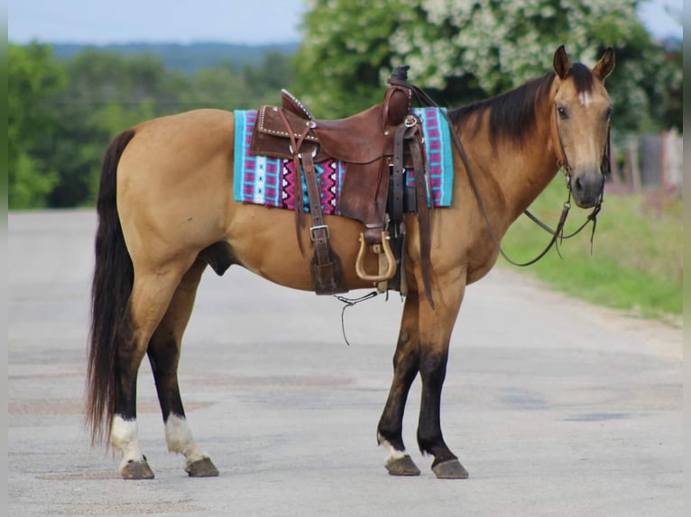 American Quarter Horse Wallach 15 Jahre 145 cm Buckskin in Stephenville TX