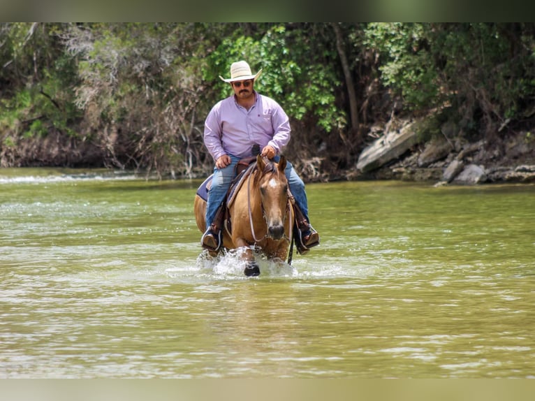 American Quarter Horse Wallach 15 Jahre 145 cm Buckskin in Stephenville TX