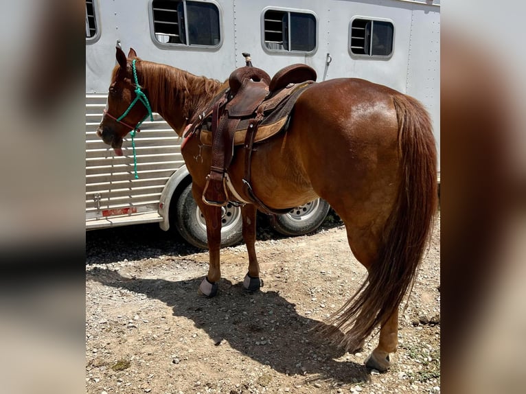 American Quarter Horse Wallach 15 Jahre 145 cm Rotfuchs in Weatherford TX