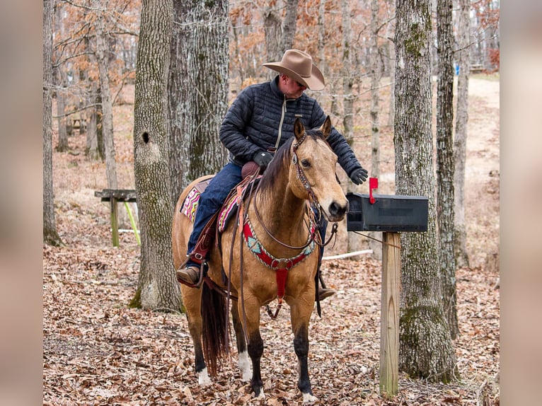 American Quarter Horse Wallach 15 Jahre 147 cm Buckskin in Mountain Grove MO