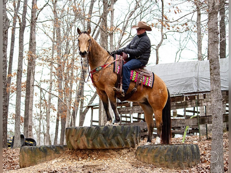 American Quarter Horse Wallach 15 Jahre 147 cm Buckskin in Mountain Grove MO
