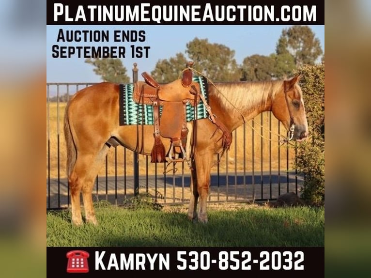 American Quarter Horse Wallach 15 Jahre 147 cm Dunkelfuchs in Pleasant Grove CA