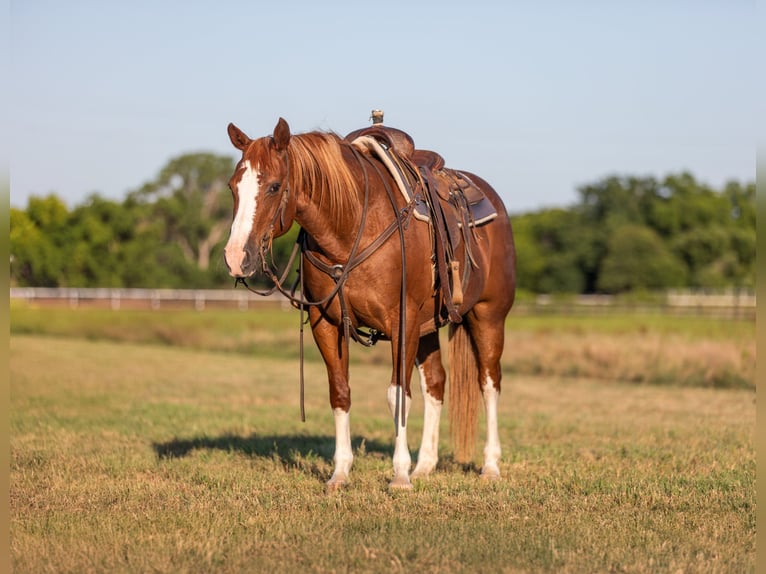 American Quarter Horse Wallach 15 Jahre 147 cm Dunkelfuchs in Weatherford TX