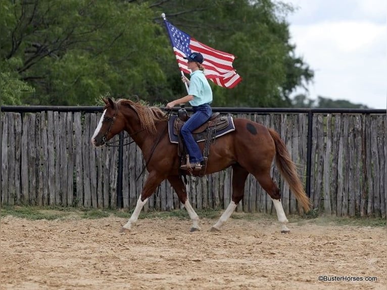 American Quarter Horse Wallach 15 Jahre 147 cm Dunkelfuchs in Weatherford TX