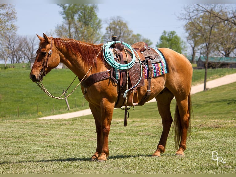 American Quarter Horse Wallach 15 Jahre 147 cm Falbe in Moutain Grove MO