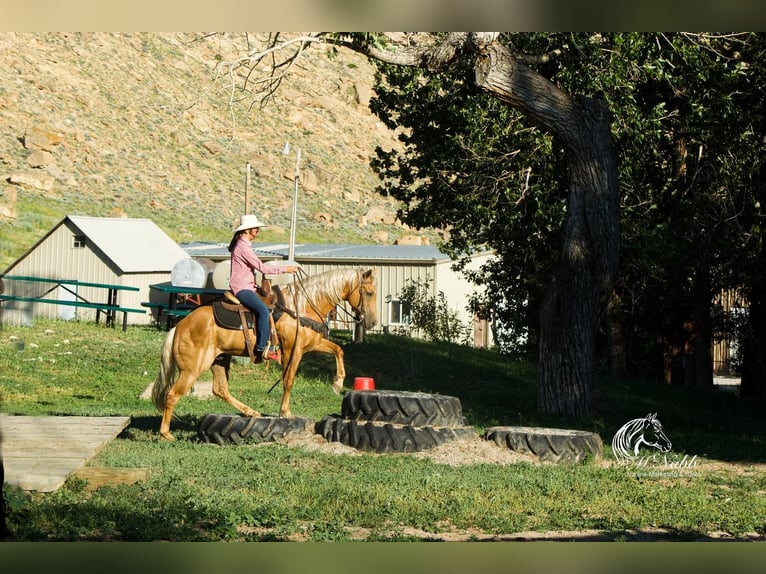 American Quarter Horse Wallach 15 Jahre 147 cm Palomino in Cody, WY