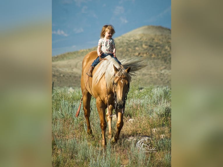 American Quarter Horse Wallach 15 Jahre 147 cm Palomino in Cody, WY