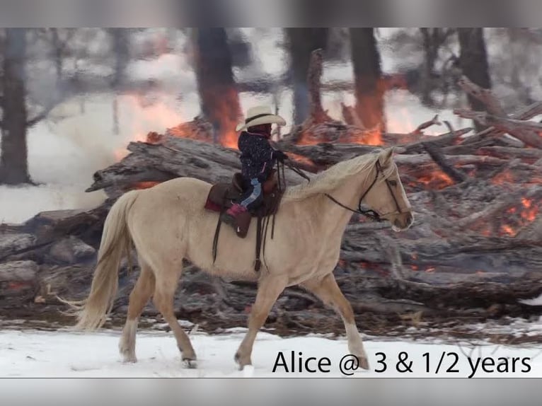 American Quarter Horse Wallach 15 Jahre 147 cm Palomino in Rushville, NE