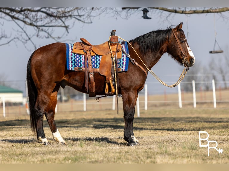 American Quarter Horse Wallach 15 Jahre 147 cm Rotbrauner in Mountain Grove MO
