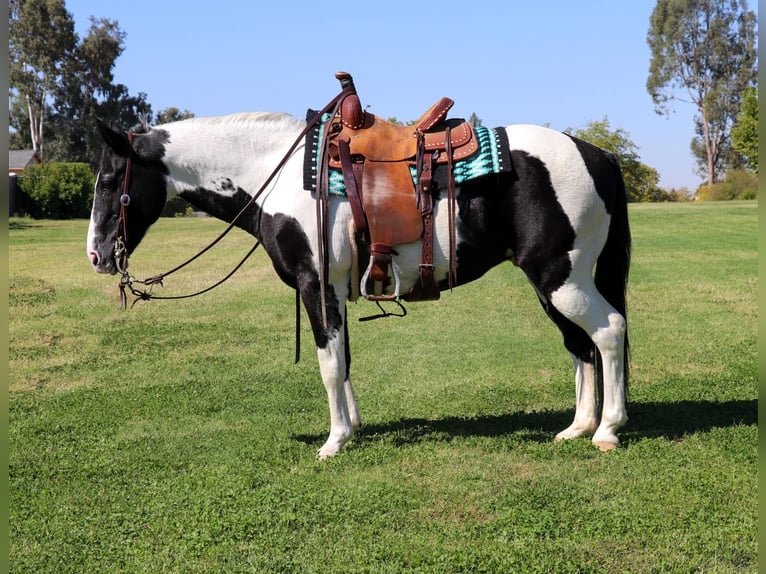 American Quarter Horse Wallach 15 Jahre 147 cm Tobiano-alle-Farben in Pleasant Grove CA