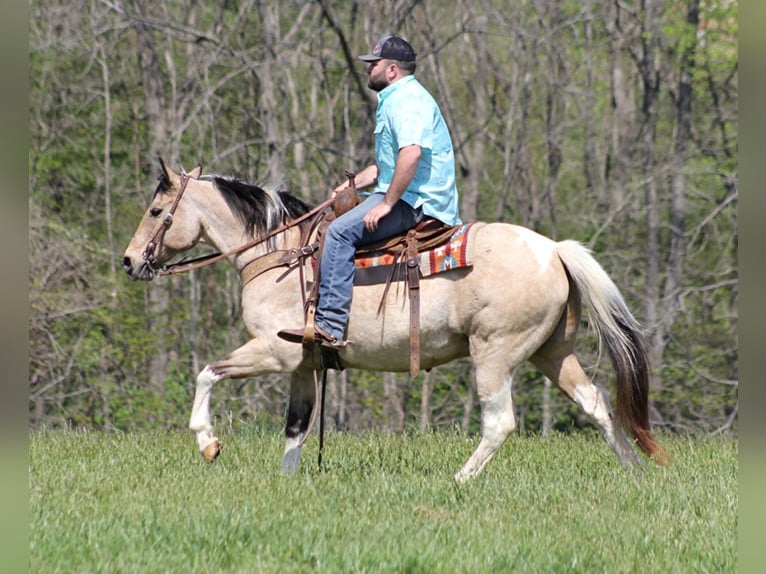 American Quarter Horse Wallach 15 Jahre 147 cm Tobiano-alle-Farben in Sanora Ky
