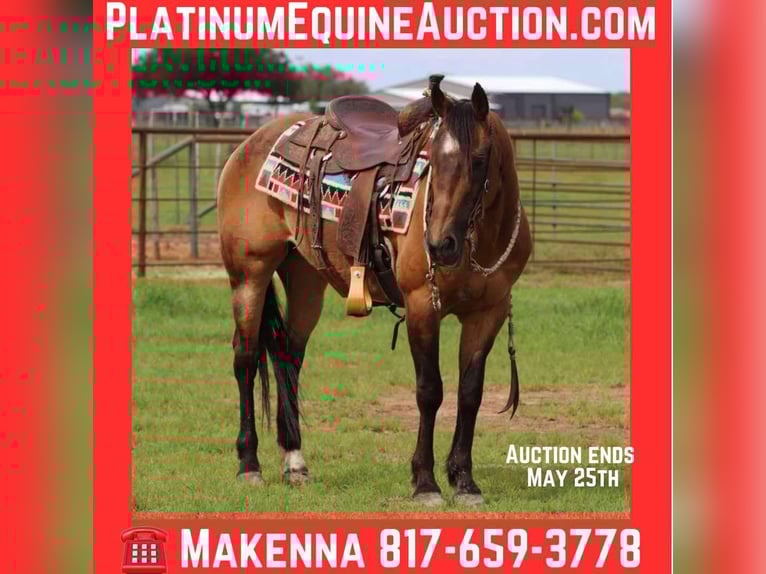 American Quarter Horse Wallach 15 Jahre 150 cm Buckskin in LIpan TX