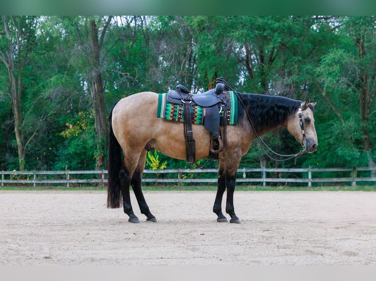 American Quarter Horse Wallach 15 Jahre 150 cm Buckskin in Cottage Grove, MN