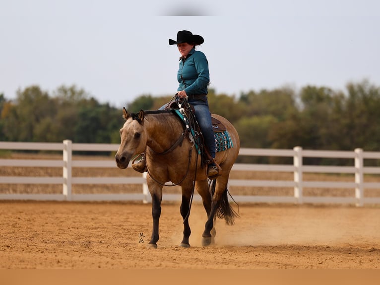 American Quarter Horse Wallach 15 Jahre 150 cm Buckskin in Cottage Grove, MN
