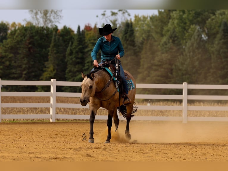 American Quarter Horse Wallach 15 Jahre 150 cm Buckskin in Cottage Grove, MN