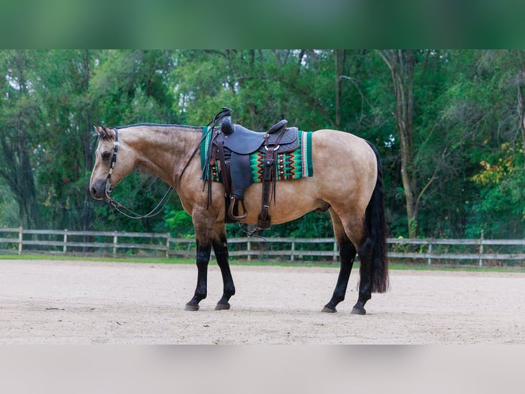 American Quarter Horse Wallach 15 Jahre 150 cm Buckskin in Cottage Grove, MN